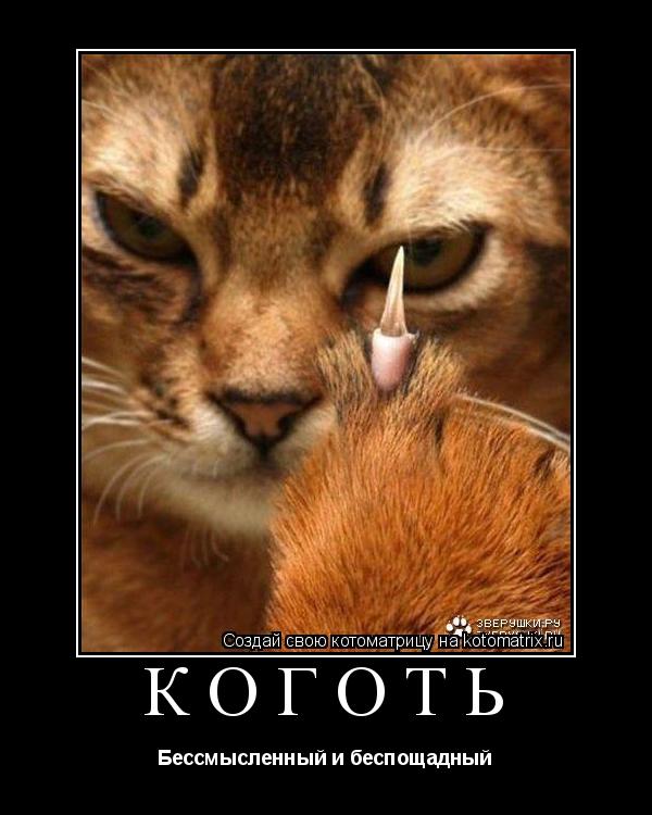 Коготь Бессмысленный и беспощадный... Котоматрица: Коготь Бессмысленный и беспощадный