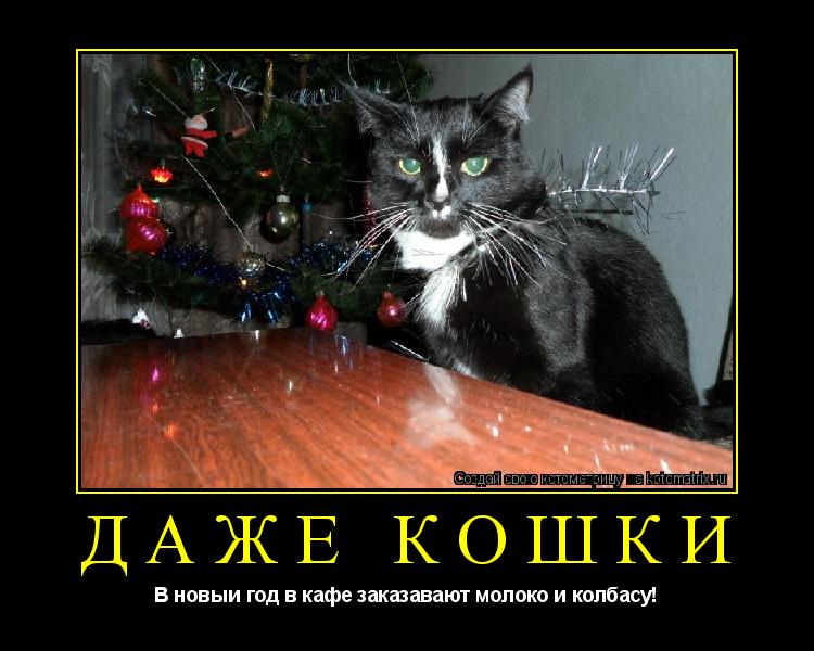 Котоматрица: Даже кошки В новыи год в кафе заказавают молоко и колбасу!