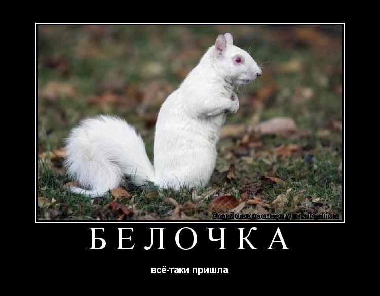 Котоматрица: белочка всё-таки пришла