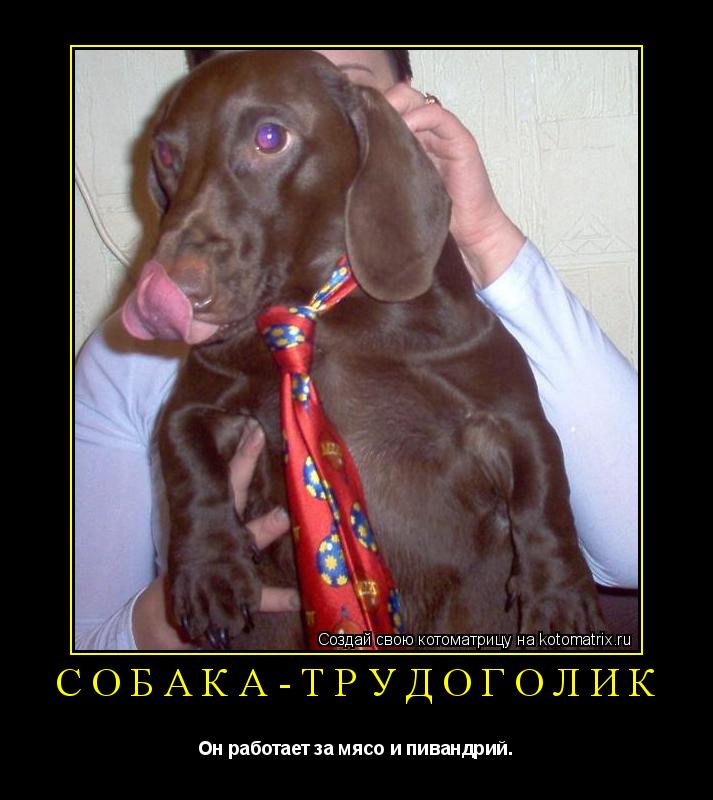 Собака-трудоголик Он работает за мясо и пивандрий.... Котоматрица: Собака-трудоголик Он работает за мясо и пивандрий.