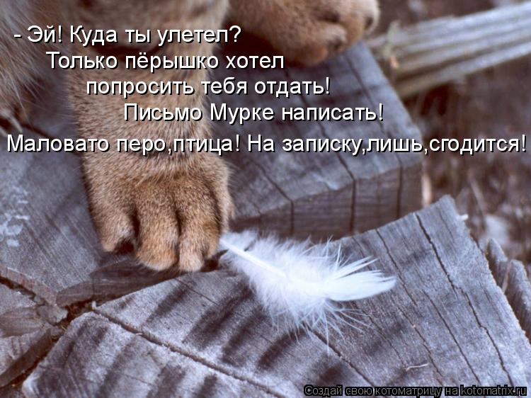 Котоматрица: - Эй! Куда ты улетел? попросить тебя отдать! Письмо Мурке написать! Маловато перо,птица! На записку,лишь,сгодится! Только пёрышко хотел