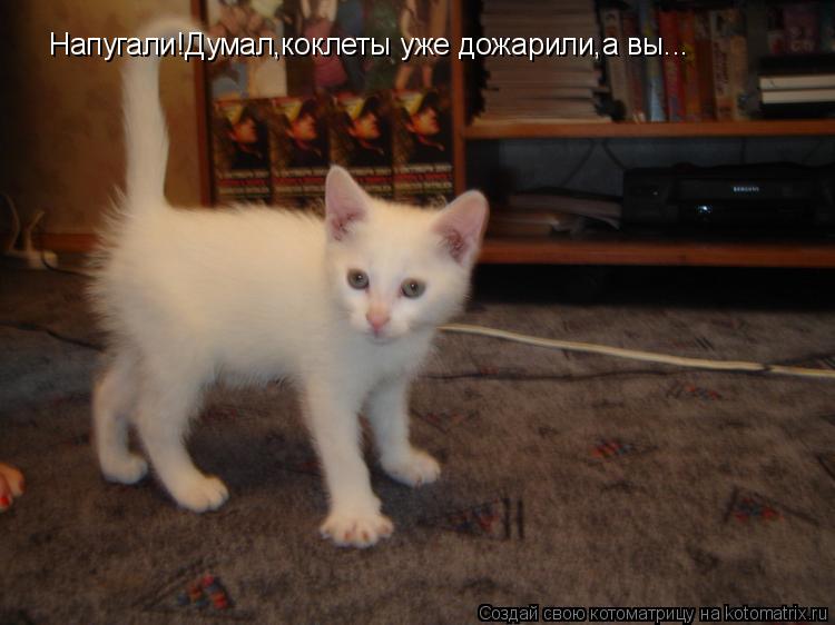 Котоматрица: Напугали!Думал,коклеты уже дожарили,а вы...