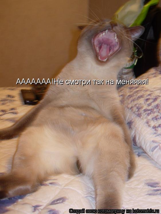 Котоматрица: ААААААА!Не смотри так на меняяяя!