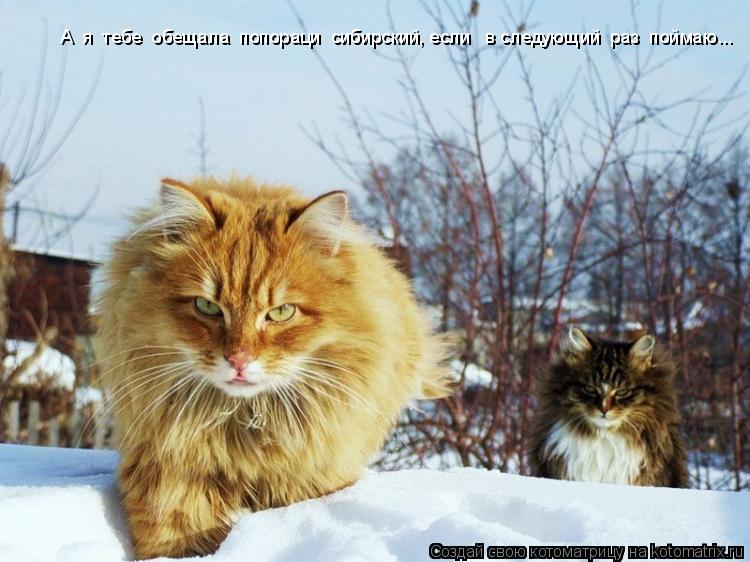 А я тебе обещала попораци сибирский, если в следующий раз поймаю...... Котоматрица: А я тебе обещала попораци сибирский, если в следующий раз поймаю...