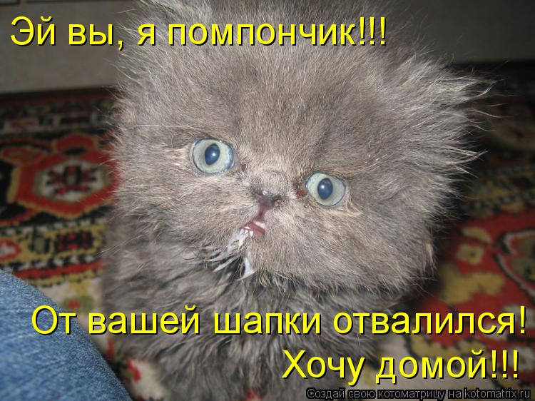 Эй вы, я помпончик!!! От вашей шапки отвалился! Хочу домой!!!... Котоматрица: Эй вы, я помпончик!!! От вашей шапки отвалился! Хочу домой!!!