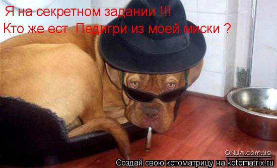 Я на секретном задании !!! Кто же ест Педигри из моей миски ?... Котоматрица: Я на секретном задании !!! Кто же ест Педигри из моей миски ?