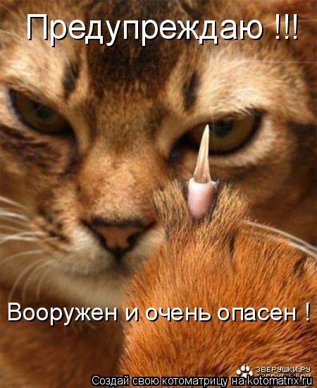 Вооружен и очень опасен ! Предупреждаю !!!... Котоматрица: Вооружен и очень опасен ! Предупреждаю !!!