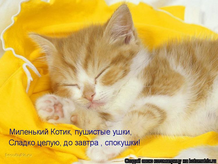 Миленький Котик, пушистые ушки, Сладко целую, до завтра , спокушки!... Котоматрица: Миленький Котик, пушистые ушки, Сладко целую, до завтра , спокушки!