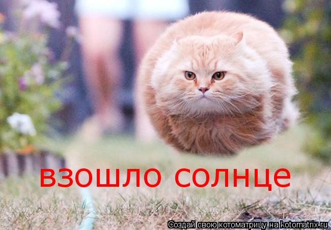 взошло солнце... Котоматрица: взошло солнце