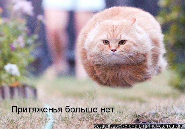 Притяженья больше нет....... Котоматрица: Притяженья больше нет....