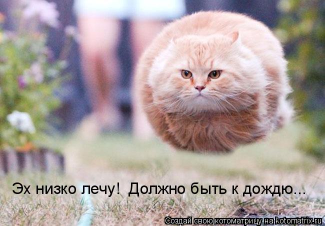 Эх низко лечу! Должно быть к дождю...... Котоматрица: Эх низко лечу! Должно быть к дождю...