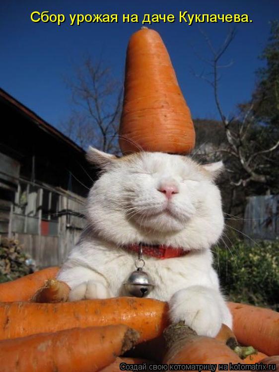 Сбор урожая на даче Куклачева.... Котоматрица: Сбор урожая на даче Куклачева.