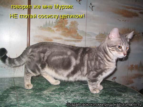 говорил же мне Мурзик НЕ глотай сосиску целиком!... Котоматрица: говорил же мне Мурзик НЕ глотай сосиску целиком!