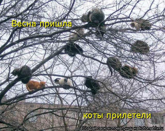 Весна пришла коты прилетели... Котоматрица: Весна пришла коты прилетели