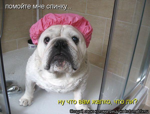 помойте мне спинку... ну что вам жалко, что ли?... Котоматрица: помойте мне спинку... ну что вам жалко, что ли?
