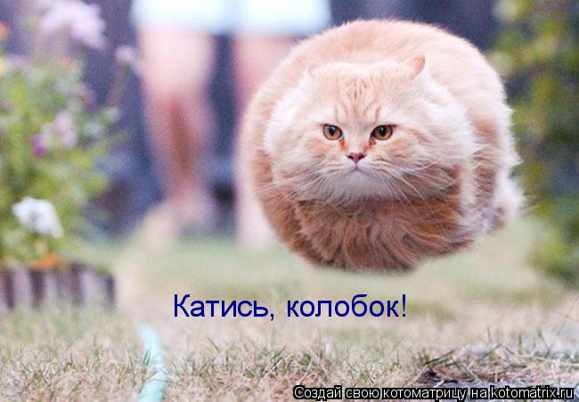 Катись, колобок!... Котоматрица: Катись, колобок!