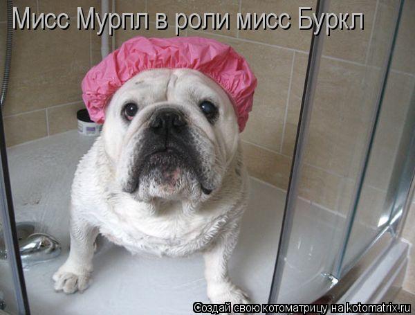Мисс Мурпл в роли мисс Буркл... Котоматрица: Мисс Мурпл в роли мисс Буркл