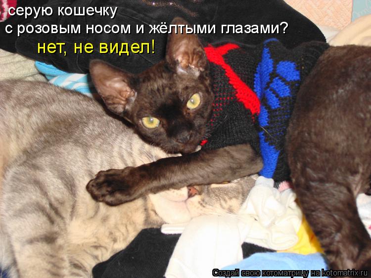 Котоматрица: серую кошечку с розовым носом и жёлтыми глазами? нет, не видел!