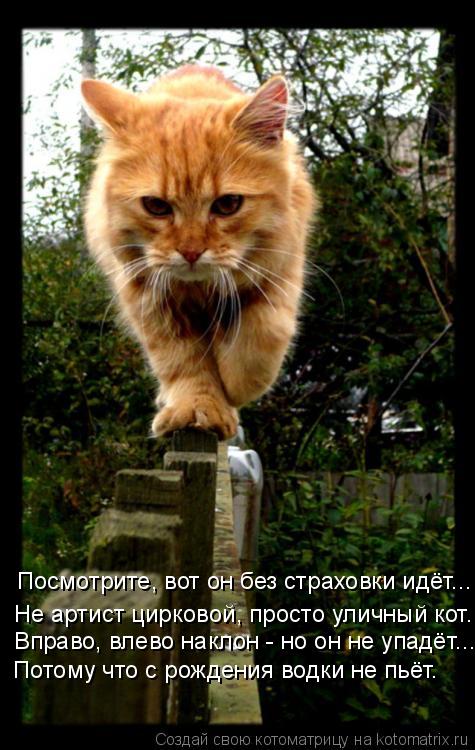Посмотрите, вот он без страховки идёт... Не артист цирковой, просто уличный кот. Вправо, влево наклон... Котоматрица: Посмотрите, вот он без страховки идёт... Не артист цирковой, просто уличный кот. Вправо, влево наклон - но он не упадёт... Потому что с рождения
