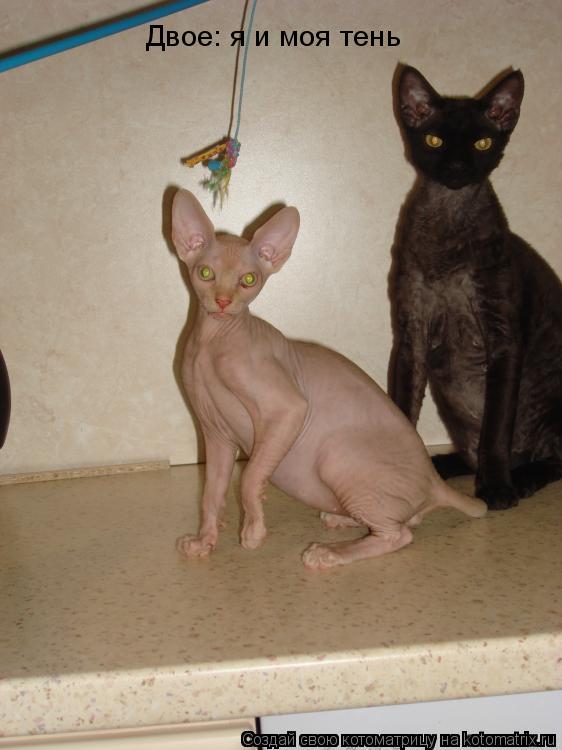 Двое: я и моя тень... Котоматрица: Двое: я и моя тень