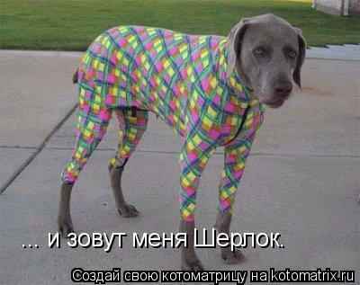 ... и зовут меня Шерлок.... Котоматрица: ... и зовут меня Шерлок.