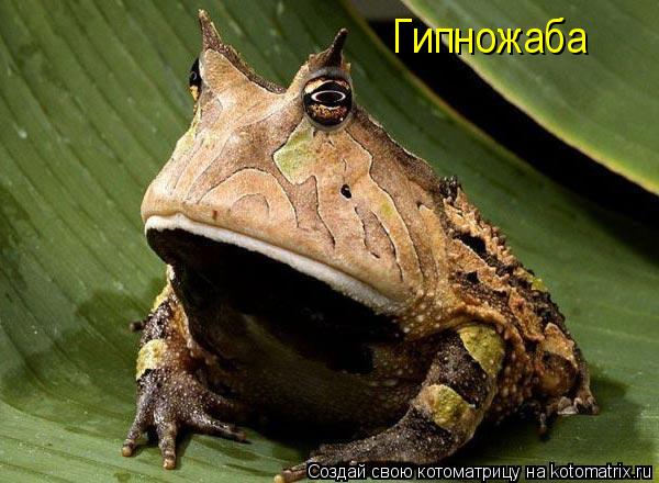 Гипножаба... Котоматрица: Гипножаба
