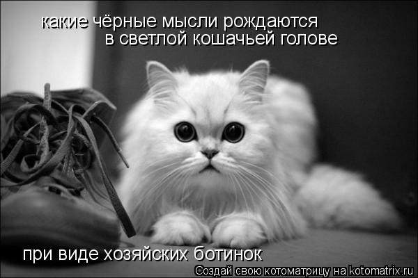 какие чёрные мысли рождаются в светлой кошачьей голове при виде хозяйских ботинок... Котоматрица: какие чёрные мысли рождаются в светлой кошачьей голове при виде хозяйских ботинок