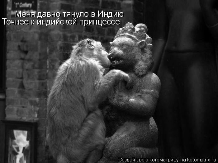 Меня давно тянуло в Индию Точнее к индийской принцессе... Котоматрица: Меня давно тянуло в Индию Точнее к индийской принцессе