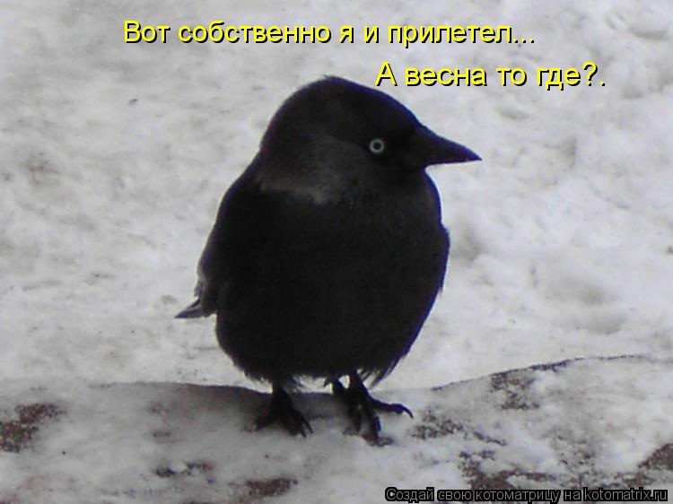 Вот собственно я и прилетел... А весна то где?.... Котоматрица: Вот собственно я и прилетел... А весна то где?.