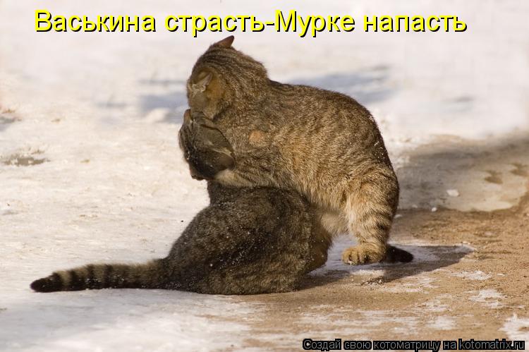 Васькина страсть-Мурке напасть... Котоматрица: Васькина страсть-Мурке напасть