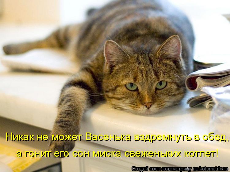 Никак не может Васенька вздремнуть в обед, а гонит его сон миска свеженьких котлет!... Котоматрица: Никак не может Васенька вздремнуть в обед, а гонит его сон миска свеженьких котлет!