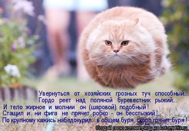Котоматрица: Увернуться   от   хозяйских   грозных   туч   способный...  Гордо   реет   над   поляной   буревестник   рыжий... И  тело  жирное  и  молнии   он  (ша