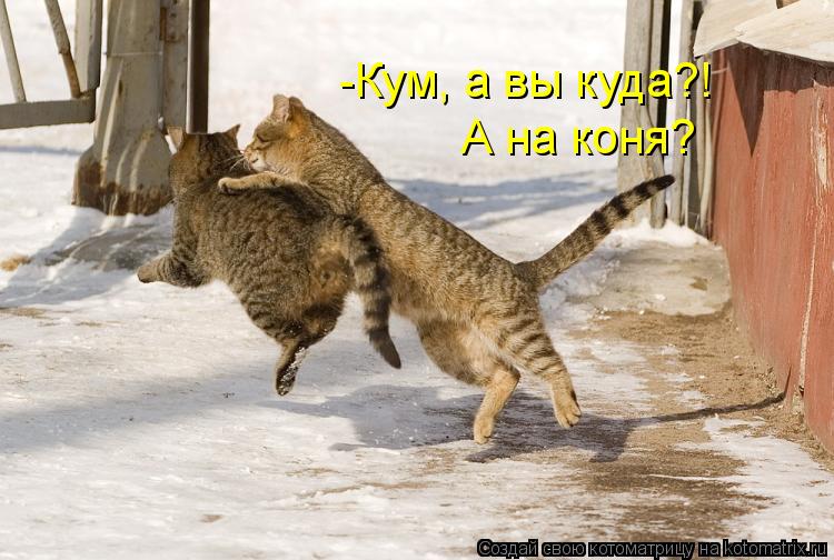 -Кум, а вы куда?! А на коня?... Котоматрица: -Кум, а вы куда?! А на коня?