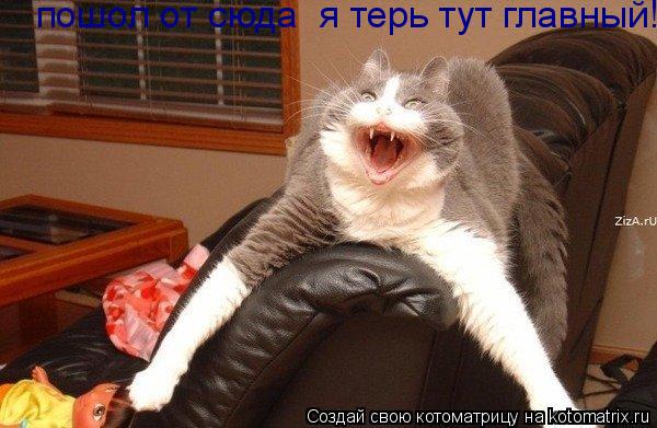 пошол от сюда я терь тут главный!... Котоматрица: пошол от сюда я терь тут главный!