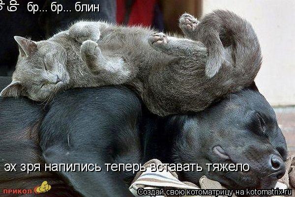 эх зря напились теперь вставать тяжело бр... бр... блин бр... бр... блин бр... бр... блин бр... бр...... Котоматрица: эх зря напились теперь вставать тяжело бр... бр... блин бр... бр... блин бр... бр... блин бр... бр... блин