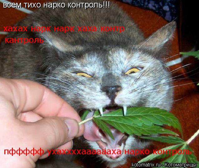 всем тихо нарко контроль!!! хахах нарк нарк хаха контр кантроль пффффф ухаххххааааааха нарко контрол... Котоматрица: всем тихо нарко контроль!!! хахах нарк нарк хаха контр кантроль пффффф ухаххххааааааха нарко контроль