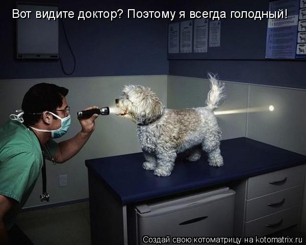 Вот видите доктор? Поэтому я всегда голодный!... Котоматрица: Вот видите доктор? Поэтому я всегда голодный!