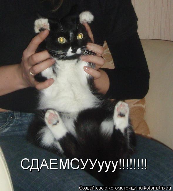 СДАЕМСУУууу!!!!!!!!... Котоматрица: СДАЕМСУУууу!!!!!!!!