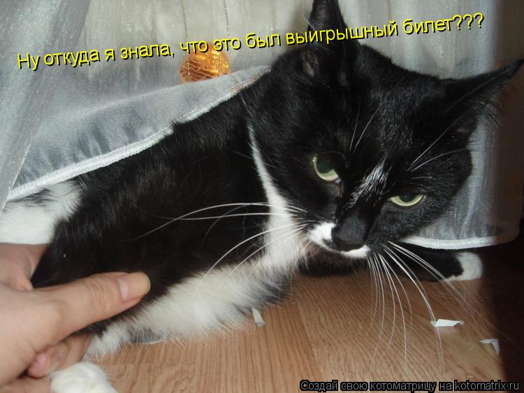 Котоматрица: Ну откуда я знала, что это был выигрышный билет???