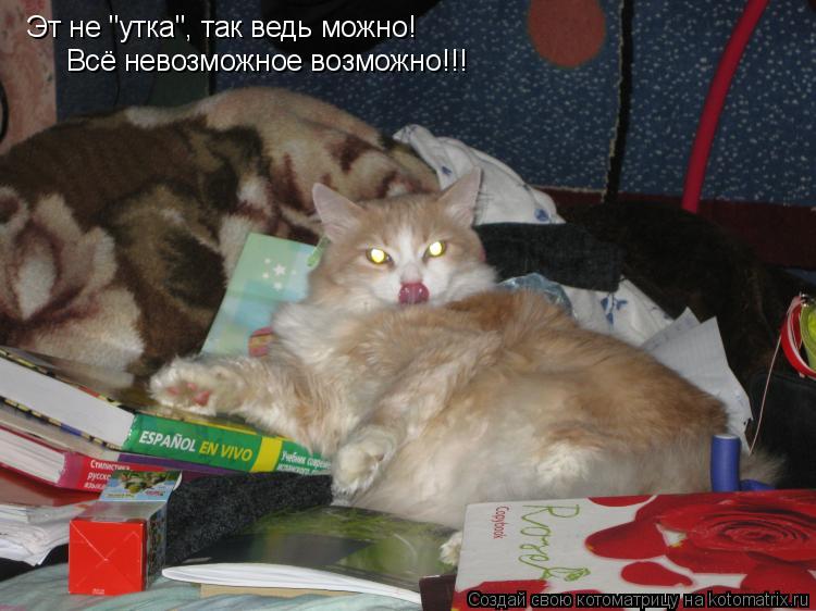Эт не "утка", так ведь можно! Всё невозможное возможно!!!... Котоматрица: Эт не "утка", так ведь можно! Всё невозможное возможно!!!