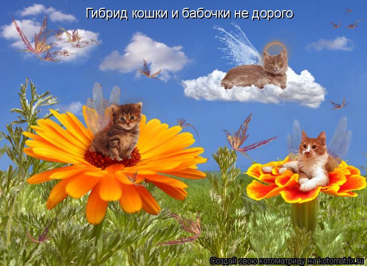 Гибрид кошки и бабочки не дорого... Котоматрица: Гибрид кошки и бабочки не дорого