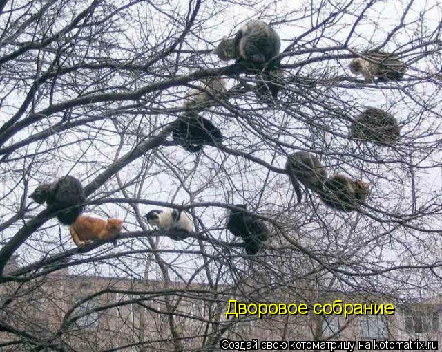 Дворовое собрание... Котоматрица: Дворовое собрание