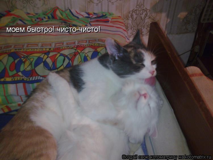 моем быстро! чисто-чисто!... Котоматрица: моем быстро! чисто-чисто!