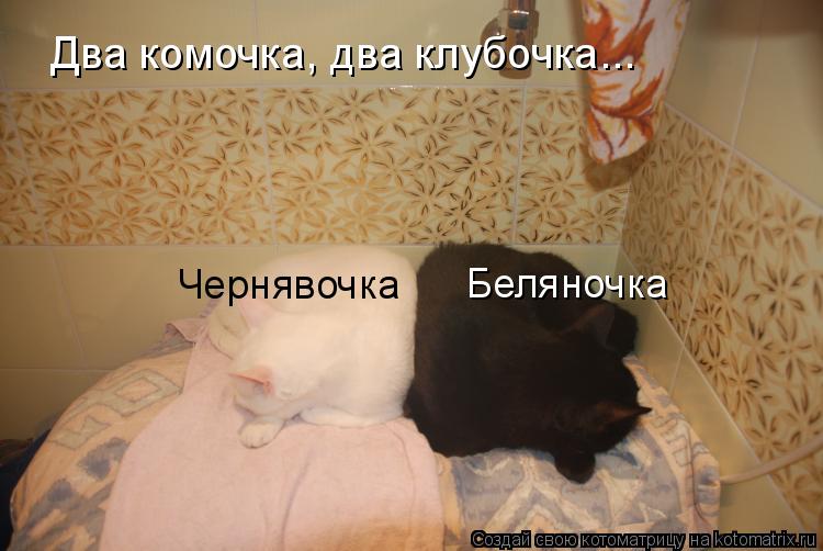 Два комочка, два клубочка... Чернявочка Беляночка... Котоматрица: Два комочка, два клубочка... Чернявочка Беляночка