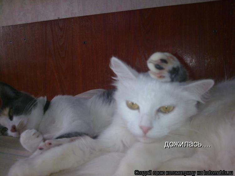 дожилась....... Котоматрица: дожилась....