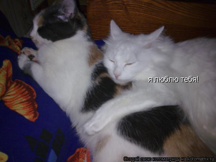 я люблю тебя!... Котоматрица: я люблю тебя!