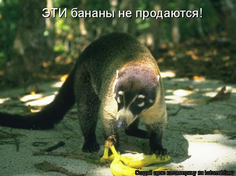 ЭТИ бананы не продаются!... Котоматрица: ЭТИ бананы не продаются!
