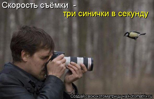 Скорость съёмки - три синички в секунду... Котоматрица: Скорость съёмки - три синички в секунду