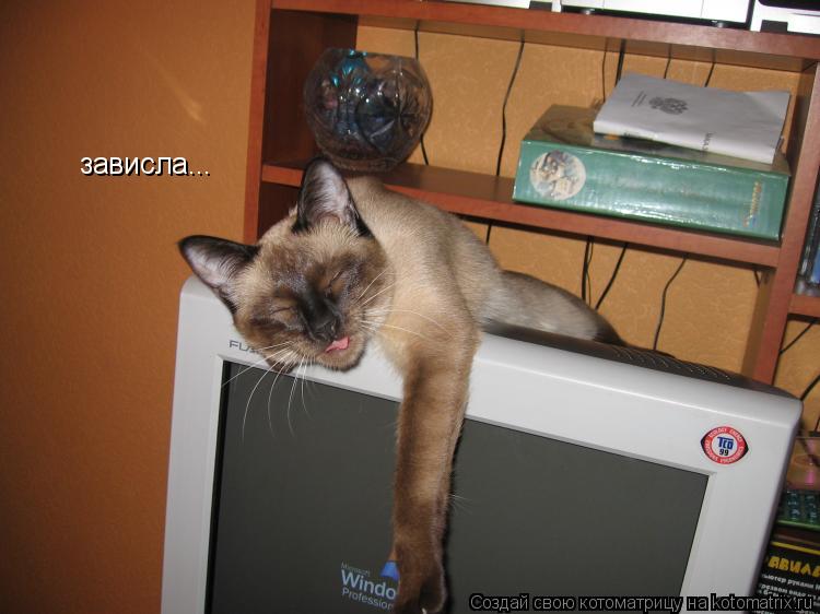 зависла...... Котоматрица: зависла...