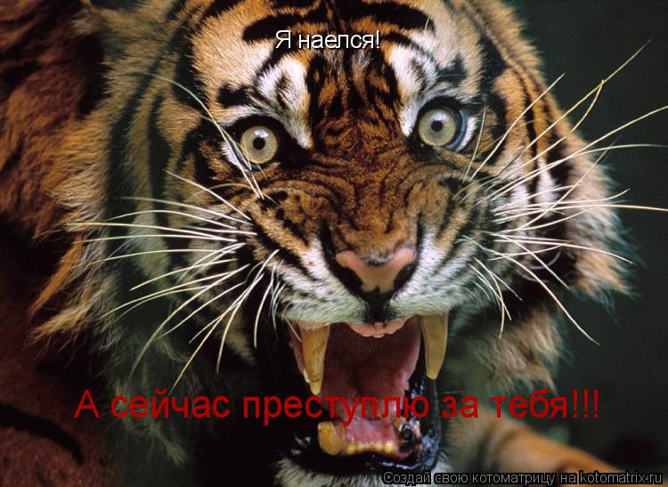 Я наелся! А сейчас преступлю за тебя!!!... Котоматрица: Я наелся! А сейчас преступлю за тебя!!!